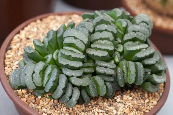 Haworthia truncata