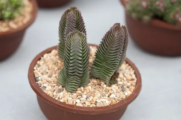 Crassula 