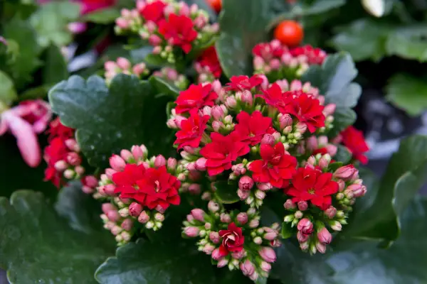 Best succulents to grow - flaming Katy