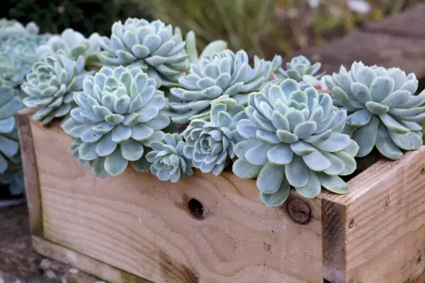Echeveria elegans