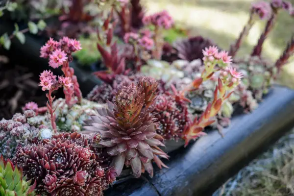 Sempervivums in a container