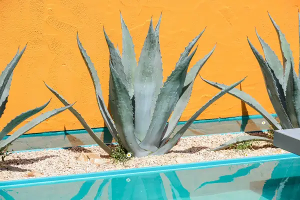 Agave americana