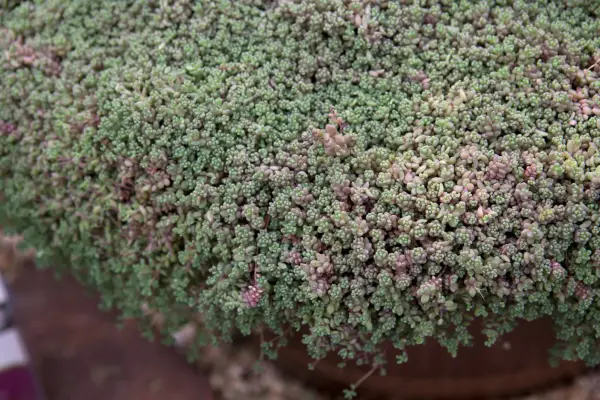 Sedum dasyphyllum