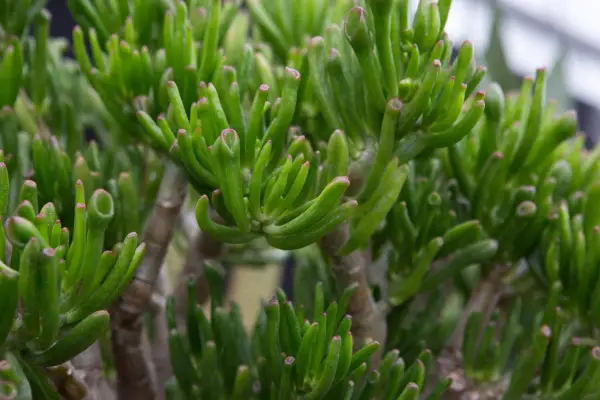 Crassula 