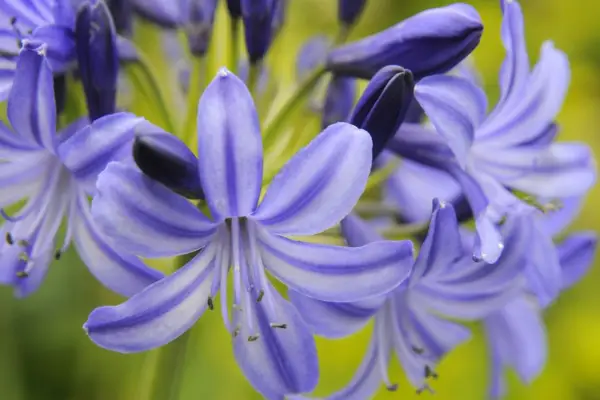 Agapanthus 'lavendel dis'