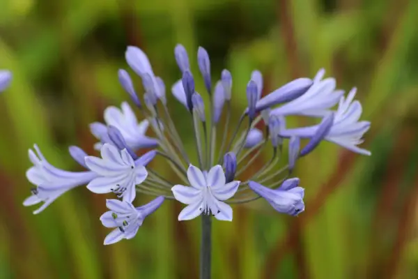 Agapanthus 'Midnight Blue'