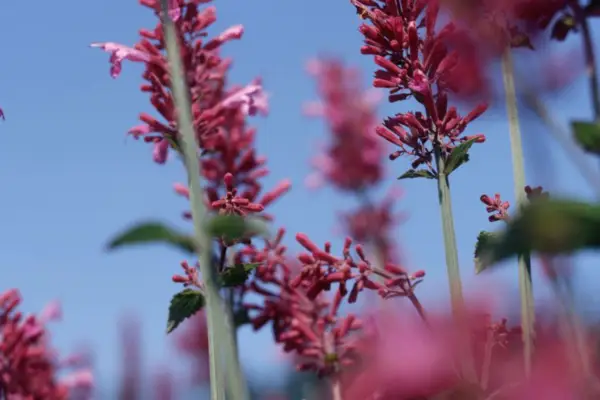 Kana Agastache