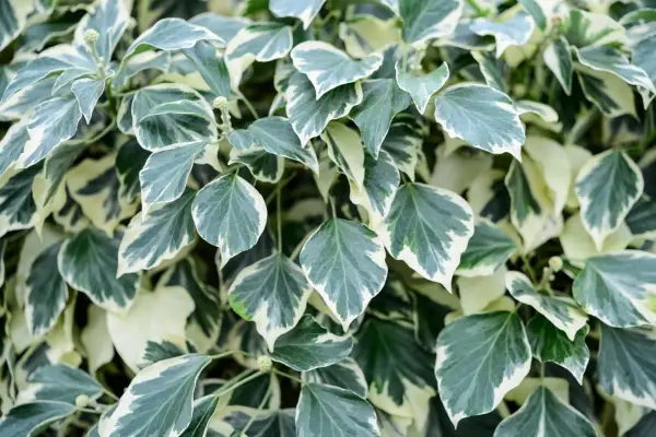 Alpinisti pentru un zid orientat spre est