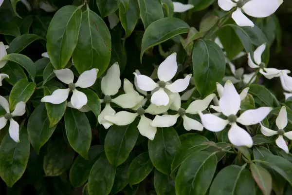 Cornus Hongkongensis