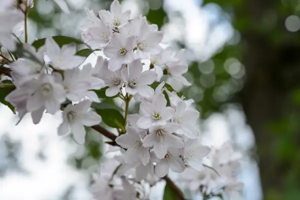 Deutzia x Rosea
