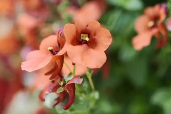 Diascia Barberae 'Juliet Orange'