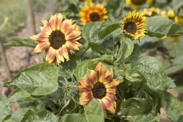Helianthus Annuus 'Music Box'