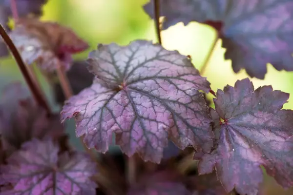 Heuchera Midnight Bayou
