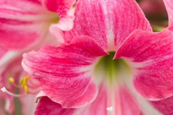 Hippeastrum 'neon'