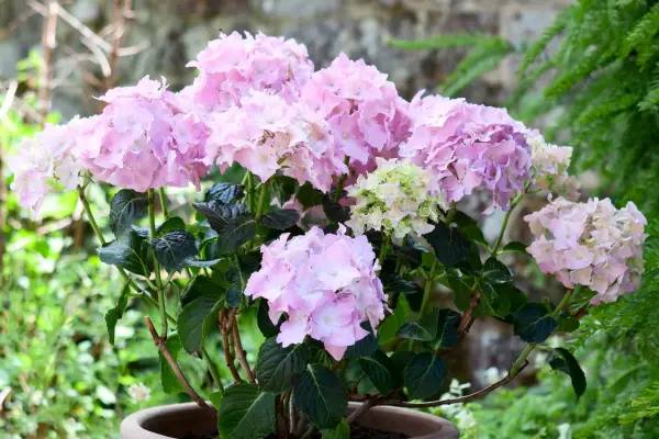 Hortensia 'pigg'