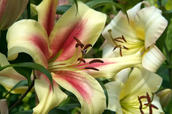 Lily 'nymf'
