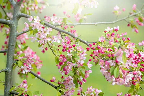 Malus sylvestris flowers. Getty Images