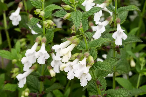 Melittis melissophyllum subsp. biancastro