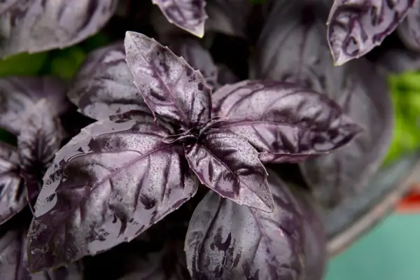 Ocimum Basil „Crimson King”
