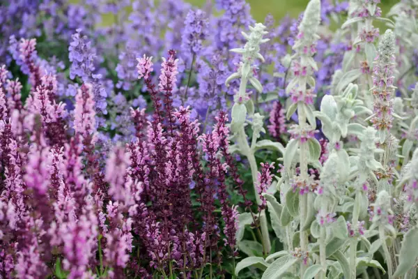 שילובי צמחים לשמש מלאה