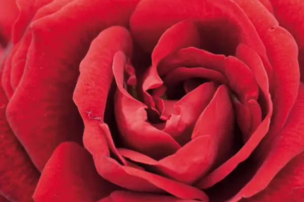 ローザ「希望の成長」