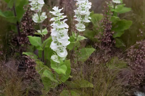 Salvia Sclarea var. Turquestanica 'Vaticano Branco'