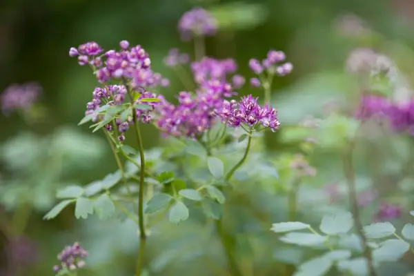 Thalictrum Aquilegifolium 'Thundercloud'