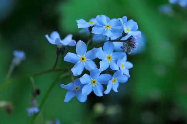 Forget-me-nots