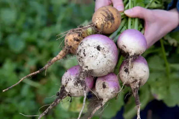 Turnip harvest
