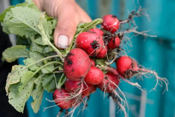 Harvested radishes
