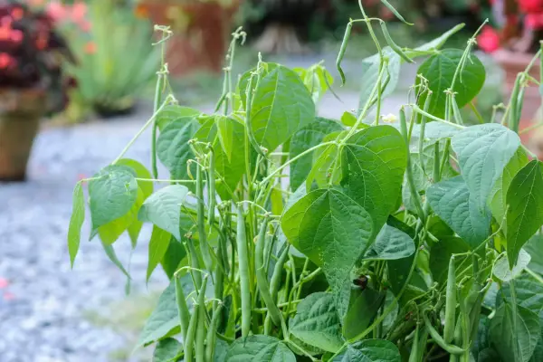 Dwarf French beans