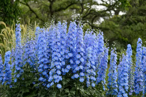 Delphiniums