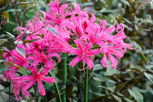 Nerine Zeal Giant