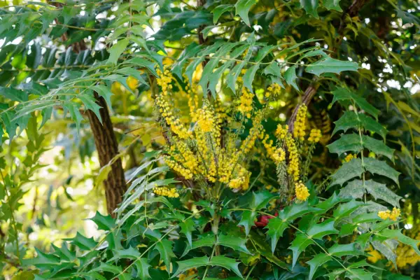 Mahonia japonica
