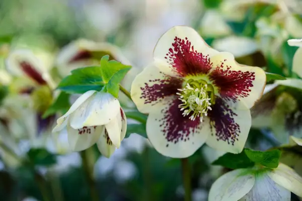 Helleborus Ashwood Garden Hybrid