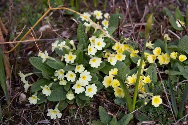 Primula vulgaris
