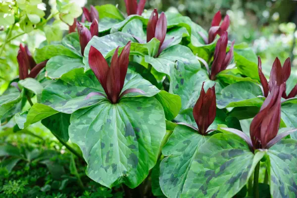 Trillium chloropetalum