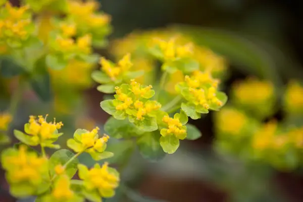 Euphorbia epithymoides