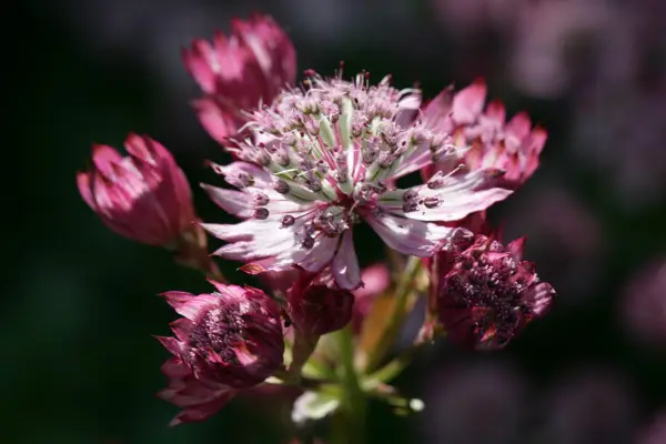 How to grow astrantias - Astrantia 