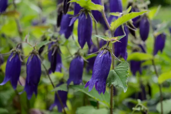 Campanula Sarastro