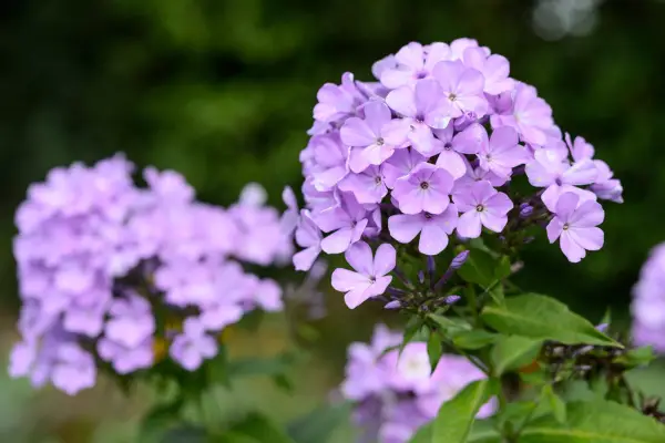 Phlox x arendsii Hesperis