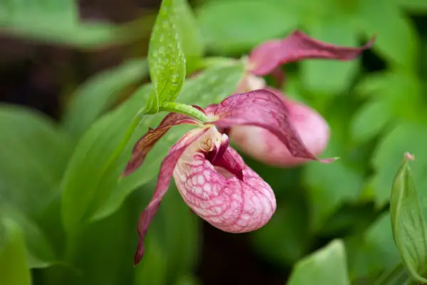 Cypripedium „Siggi“