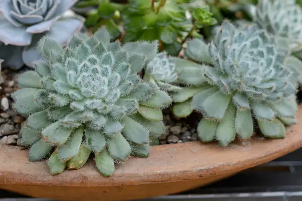 Echeveria Suproză