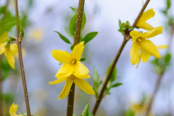 Forsythia x Intermedia 'Variety' Lynwood '