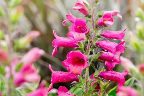 Foxglove 'Illumination Ruby Slippers'
