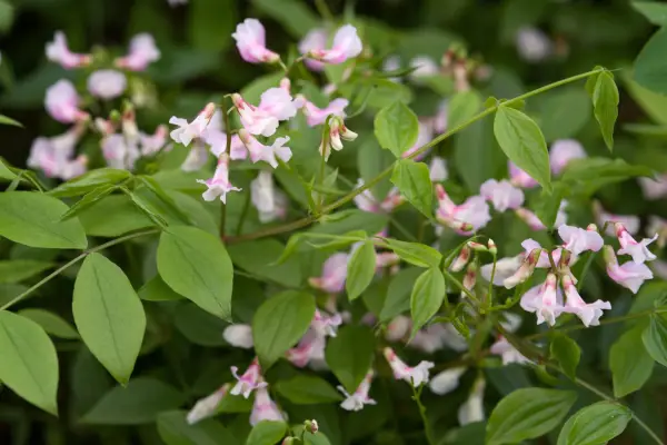 Lathyrus vernus 'Spring Melody'