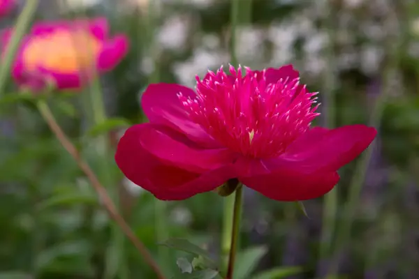 20 peonies to grow – peony 