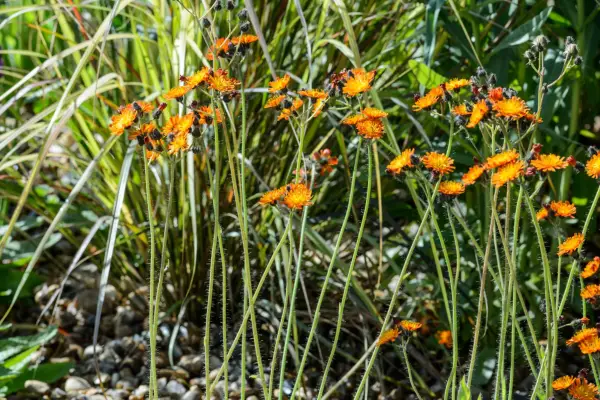 Pilesella Aurantiaca