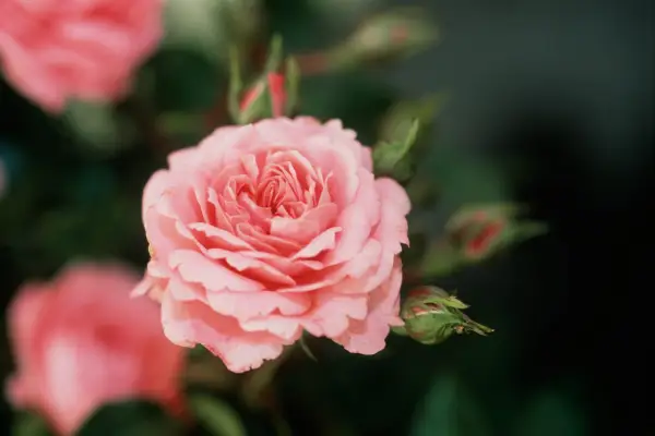 Rosa 'Boogie Woogie'