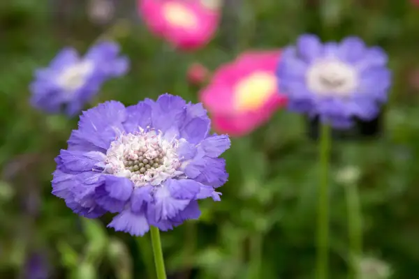 Kaukaskie paczki „stäfa”
